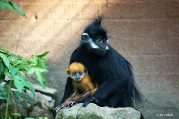 ZSL London Zoo News - Rare golden monkey born