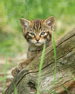 British Wildlife Centre News - Wildcat kittens