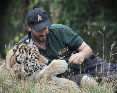 Howletts News - Hand rearing a tiger