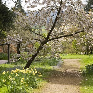 Batsford Arboretum