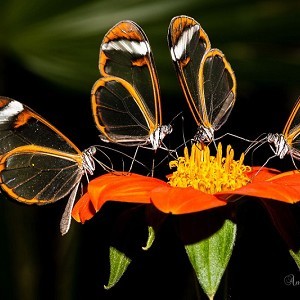 Butterfly World