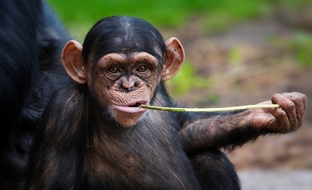Chester Zoo