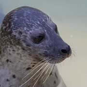 Cornish Seal Sanctuary