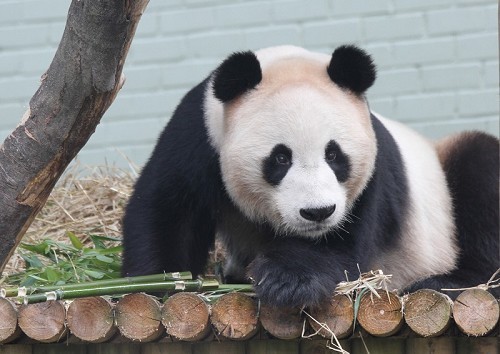 Edinburgh Zoo