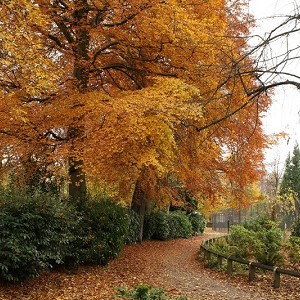 Fletcher Moss Botanical Garden