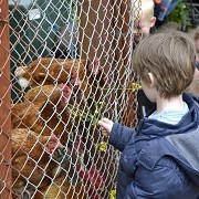 Gorgie City Farm