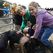 Gorgie City Farm