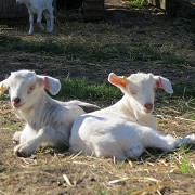 Gorgie City Farm