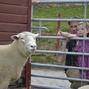 Gorgie City Farm