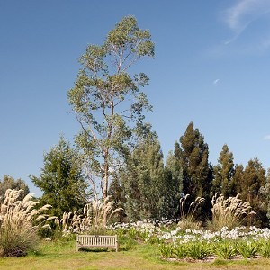 Marks Hall Gardens and Arboretum