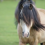 Redwings Horse Sanctuary Ada Cole