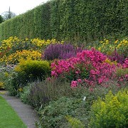 Herbaceous Border
