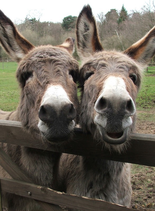 The Donkey Sanctuary Reviews - Write and view reviews of The Donkey