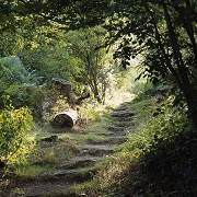 Toys Hill - © Andrew Butler