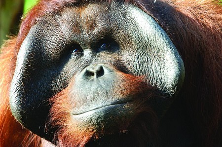 Twycross Zoo