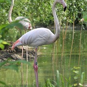 ZSL London Zoo