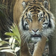 ZSL London Zoo