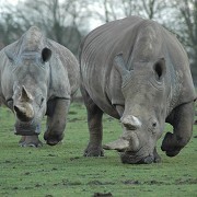 ZSL Whipsnade Zoo