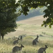 ZSL Whipsnade Zoo