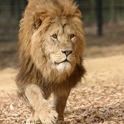 ZSL Whipsnade Zoo