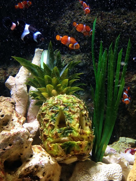 Spongebob Inspired Halloween Decorations At Bristol Aquarium Days