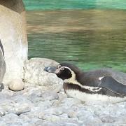 Penguin by mandikings