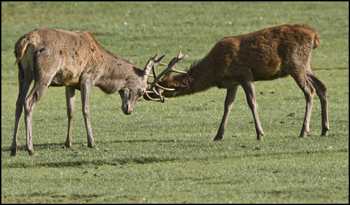 Tatton Park news - deer ruts