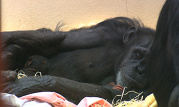 Monkey World - New baby twin chimpanzees