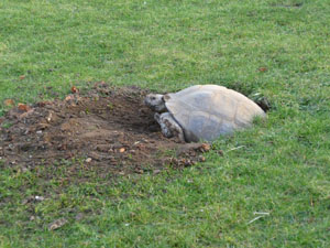Linton Zoological Park News - Sulcata giant tortoise hatchlings