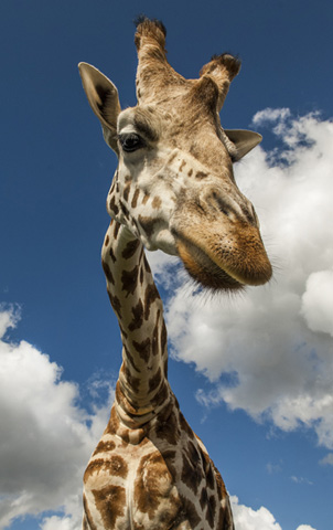 West Midland Safari Park News - Summer Nights