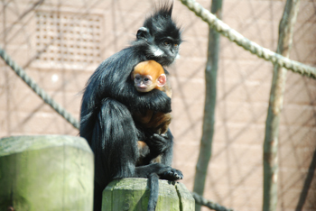 ZSL London Zoo News - Rare golden monkey born