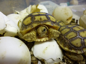 Linton Zoological Park News - Sulcata giant tortoise hatchlings
