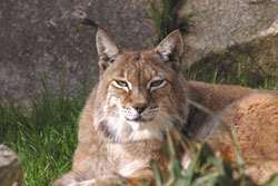 Newquay Zoo News - Newquay Zoo Wins Gold Award