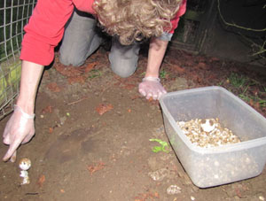 Linton Zoological Park News - Sulcata giant tortoise hatchlings