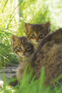 British Wildlife Centre News - Wildcat kittens
