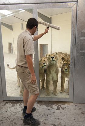 West Midland Safari Park News - Lions on the move
