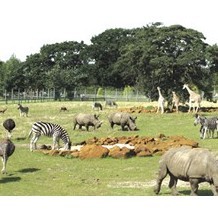 Africa Alive!
