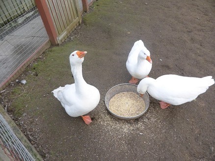 Almond Valley Heritage Centre