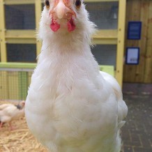 Almond Valley Heritage Centre