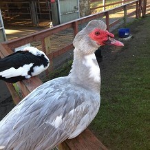 Almond Valley Heritage Centre