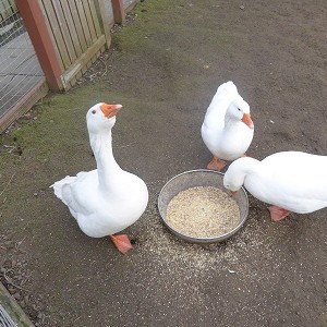 Almond Valley Heritage Centre