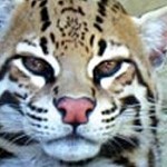 Amazon World Zoo Park