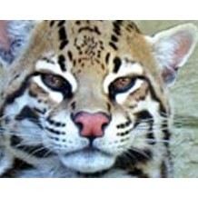 Amazon World Zoo Park