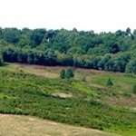 Ashdown Forest