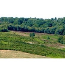 Ashdown Forest