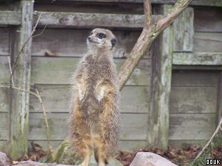 Auchingarrich Wildlife Centre