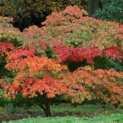 Batsford Arboretum