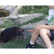 Beaver Water World