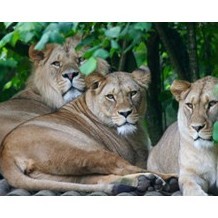 Belfast Zoo