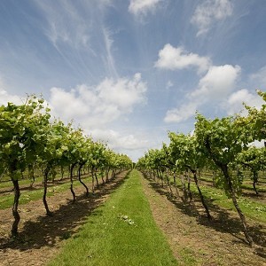 Biddenden Vineyards